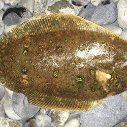 太刀魚やカレイ？
